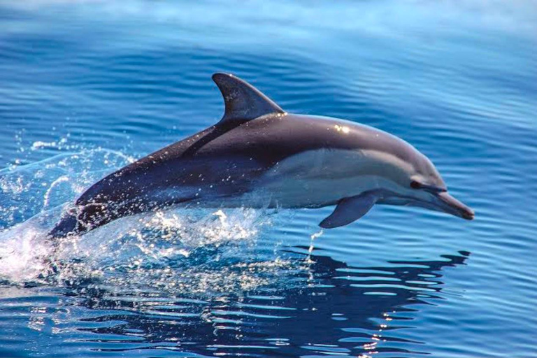 Side: Dolphin Island Boat Trip with Meal & Unlimited Drinks