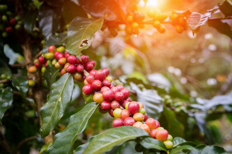 Depuis Cairns : visite gastro et vins à Atherton Tablelands