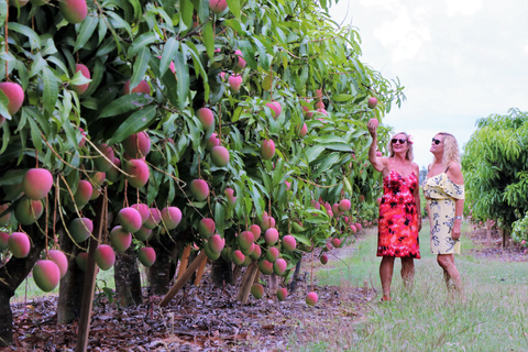 From Cairns: Atherton Tablelands Food and Wine Tasting Tour