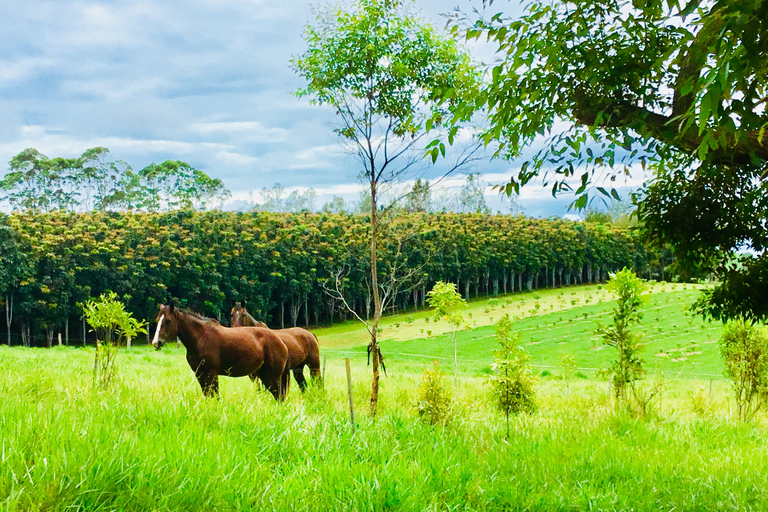 De Cairns: Degustação Vinhos e Iguarias Planalto de Atherton