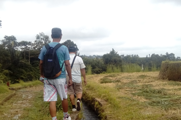 Bali: tour a pie y en bici eléctrica por Jatiluwih