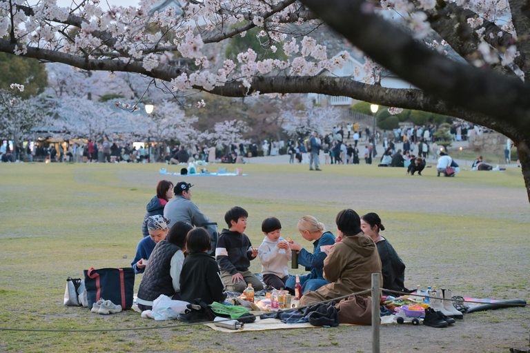 Tokyo Cherry Blossom Walking Tour & Hanami Experience