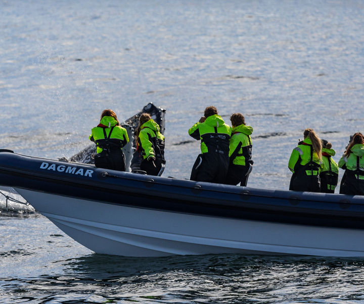 From Reykjavik: Whale Watching Tour by RIB Boat