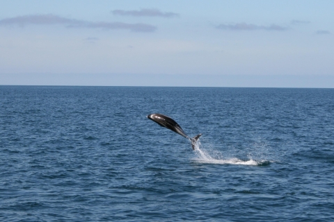 De Reykjavik: visite express d'observation des baleines en RIB