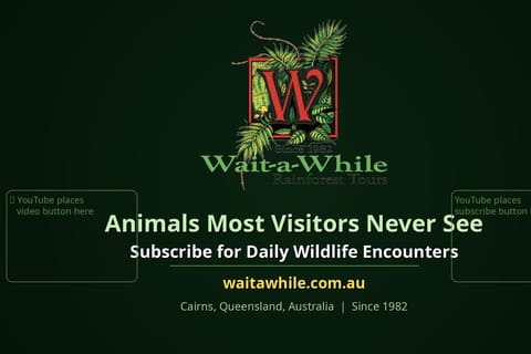 From Cairns: Rainforest, Platypus & Nocturnal Wildlife Tour - Image 2