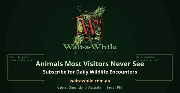 From Cairns: Rainforest, Platypus & Nocturnal Wildlife Tour