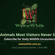 From Cairns: Rainforest, Platypus & Nocturnal Wildlife Tour