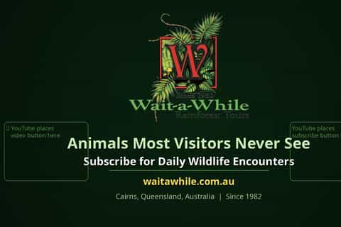 From Cairns: Rainforest, Platypus & Nocturnal Wildlife Tour - Image 3