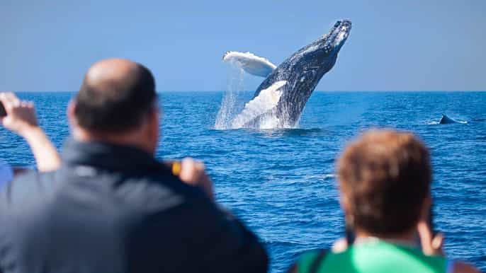 cabo san lucas whale watching breakfast cruise