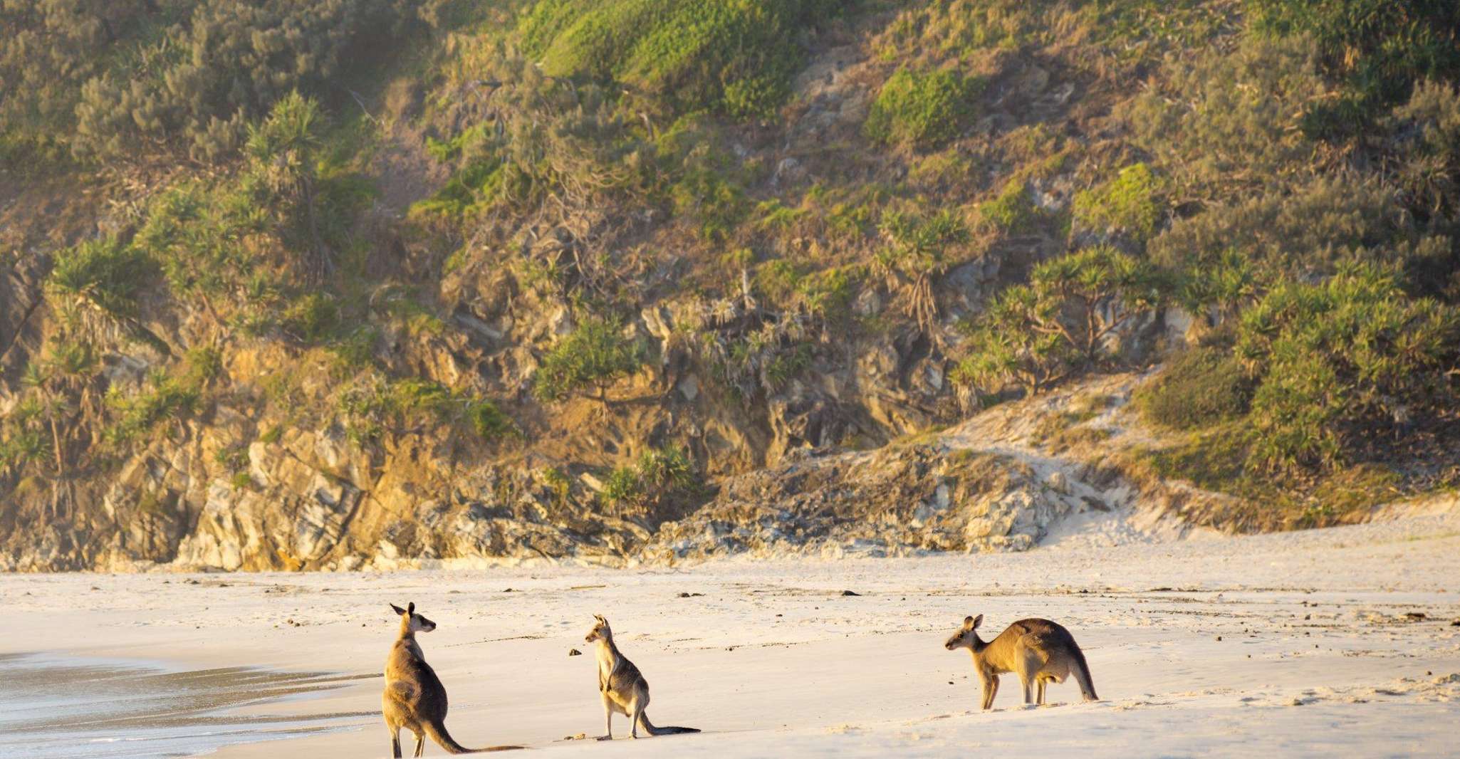 Dunwich, Stradbroke Island 4WD Tour with Wildlife and Snack - Housity