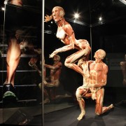 Amsterdam : entrée pour Body Worlds : The Happiness Project