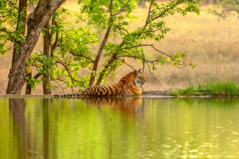 Da Jaipur: Ranthambore Tiger Safari Private Day Trip