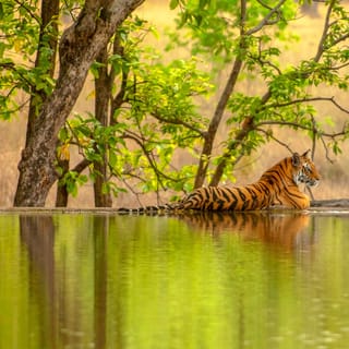 From Jaipur: Ranthambore Tiger Safari Private Day Trip