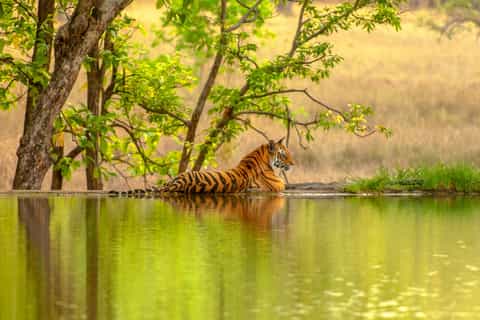 From Jaipur: Ranthambore Tiger Safari Private Day Trip