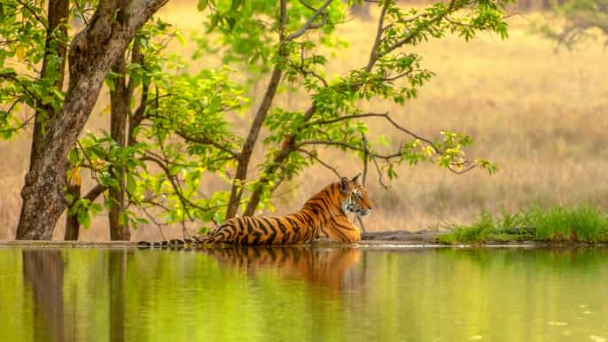 desde yaipur safari de tigres privado en ranthambore