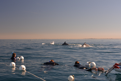 Adelaide: 3.5-Hour Swimming with Dolphins Experience