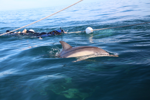 Adélaïde: 3,5 heures de nage avec les dauphins