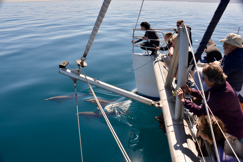 Adelaide: 3.5-Hour Swimming with Dolphins Experience