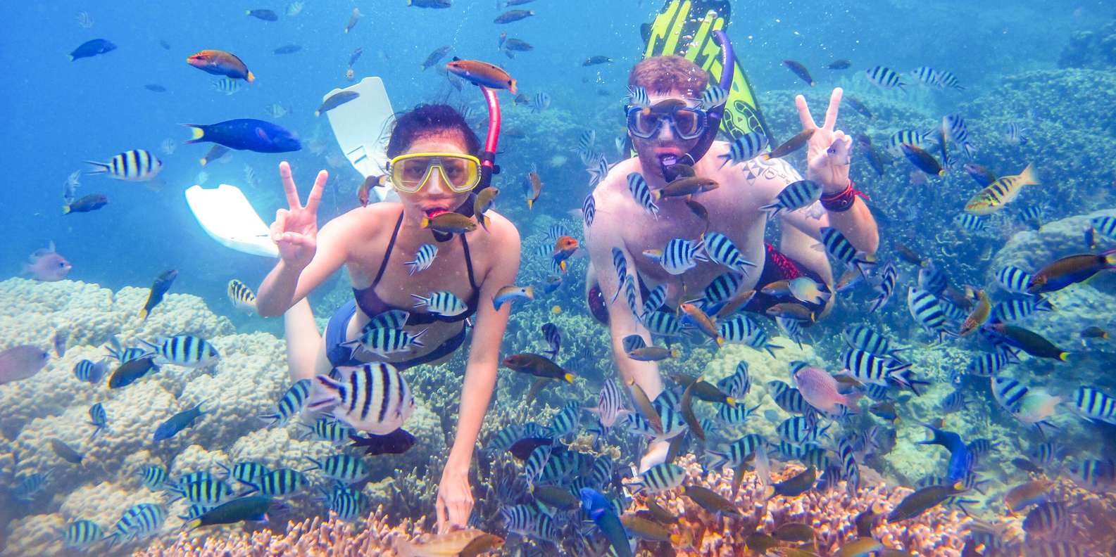 Nature, Wildlife and Marine life at Khorfakkan Public Beach