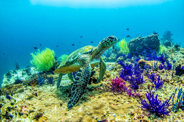 Fujairah: 2-Tank Diving Experience for Certified Divers