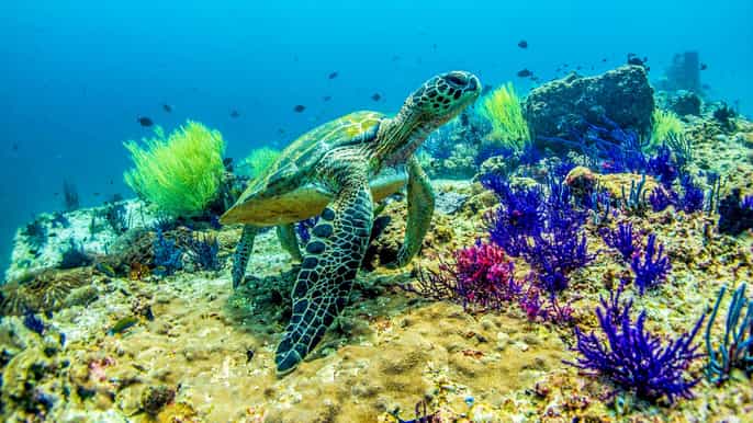 fujairah 2tank shipwreck diving experience