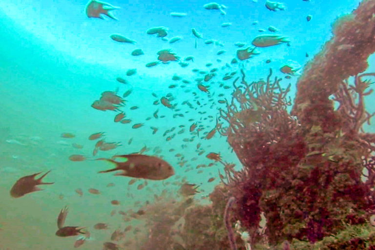 Fujairah: Schiffswrack-Taucherlebnis