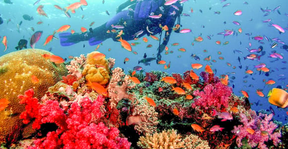 Dubai: PADI Open Water 18-Meter Diving Certification
