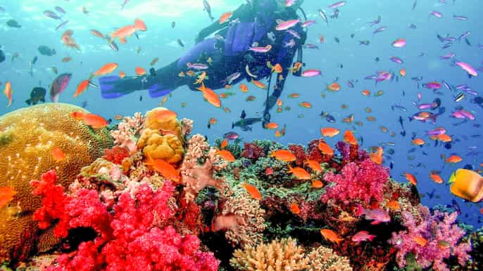 dubai padi open water 18meter diving certification