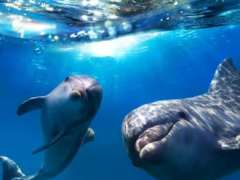 Gran Canaria: Delfin- und Whale-Watching-Tour Gran Canaria: Delfin- und Whale-Watching-Tour