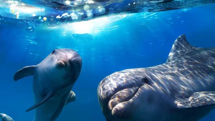 Gran Canaria: tour de observación de delfines y ballenas