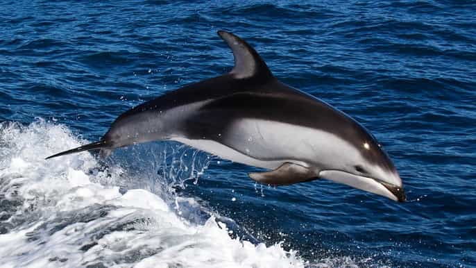 from faro dolphin watching 4 islands tour