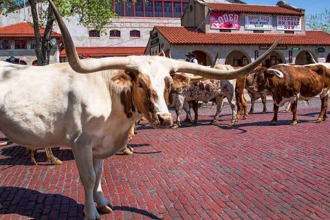 From Dallas: Fort Worth Guided Day Tour