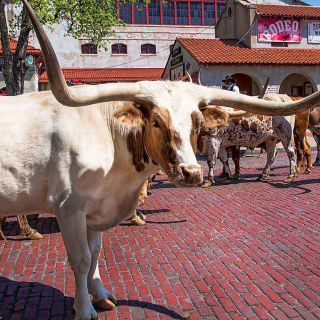From Dallas: Fort Worth Guided Day Tour