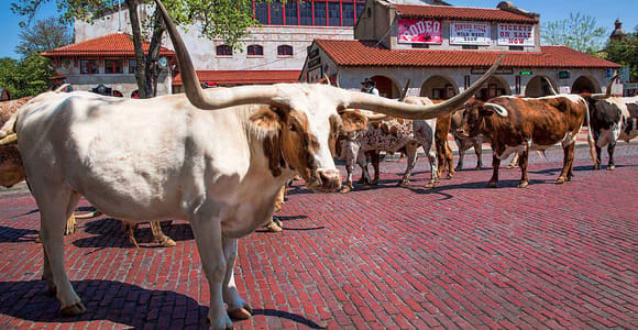 Geführte Tagestour nach Fort Worth ab Dallas oder Fort Worth