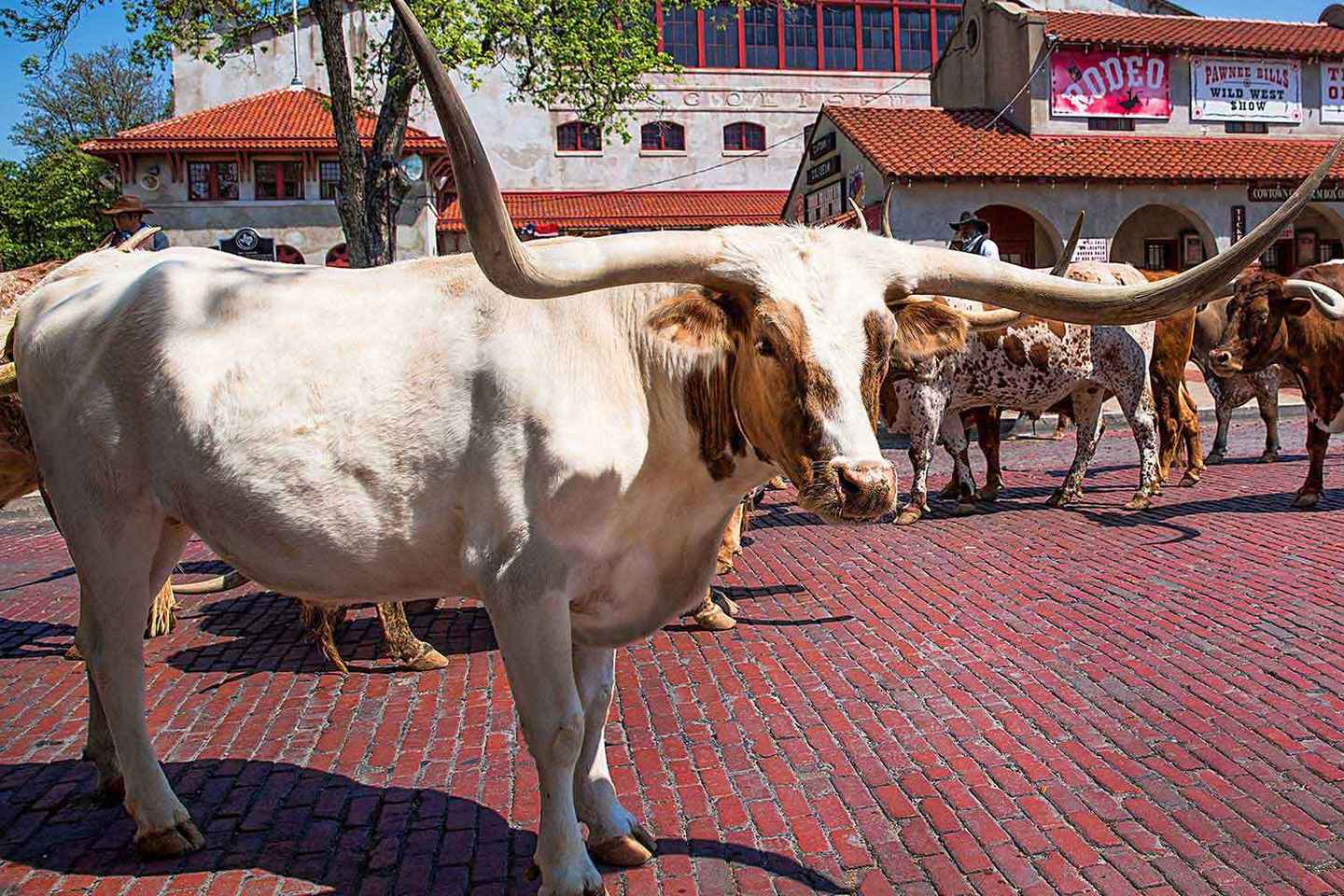 Fort Worth Guided Day Tour From Dallas or Fort Worth - Fort Worth Guided Day Tour From Dallas