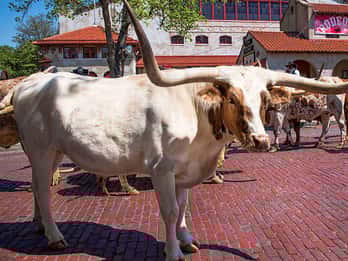 Willkommen in der 4-Stunden-Kleingruppe von Fort Worth Willkommen in der 4-Stunden-Kleingruppe von Fort Worth