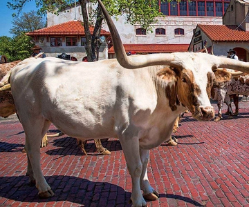 De Dallas: Visita guiada de um dia a Fort Worth