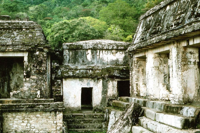 Au départ de Tuxtla Gutierrez : circuit de 4 jours à Palenque et au ChiapasDepuis Tuxtla Gutierrez : circuit de 4 jours à Palenque et au Chiapas