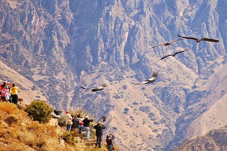 From Arequipa: Colca Canyon Day Trip