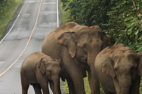 Parco di Khao Yai: tour privato di 2 giorni da BangkokTour privato con alloggio standard