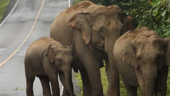 parque nacional khao yai tour privado de 2 días desde bangkok
