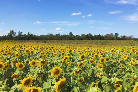 Khao Yai National Park: 2-Day Private Tour from Bangkok Private Tour with Standard Accommodation