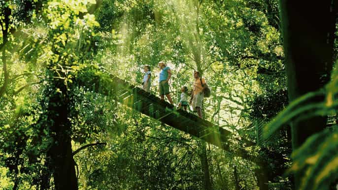 gold coast world heritage rain forest and wilderness tour