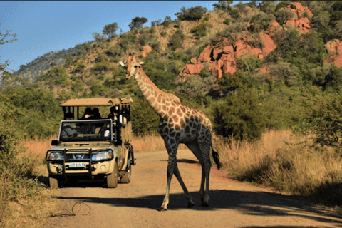 From Sun City: Pilanesberg National Park 3-Hour Game Drive