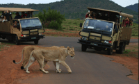 Von Sun City, Pilanesberg National Park 3-Stunden-Spiel Drive - Housity