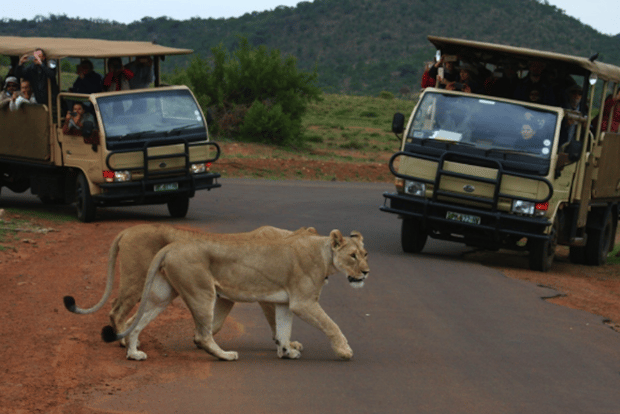 Da Sun City: Parco Nazionale di Pilanesberg: 3 ore di viaggio in auto