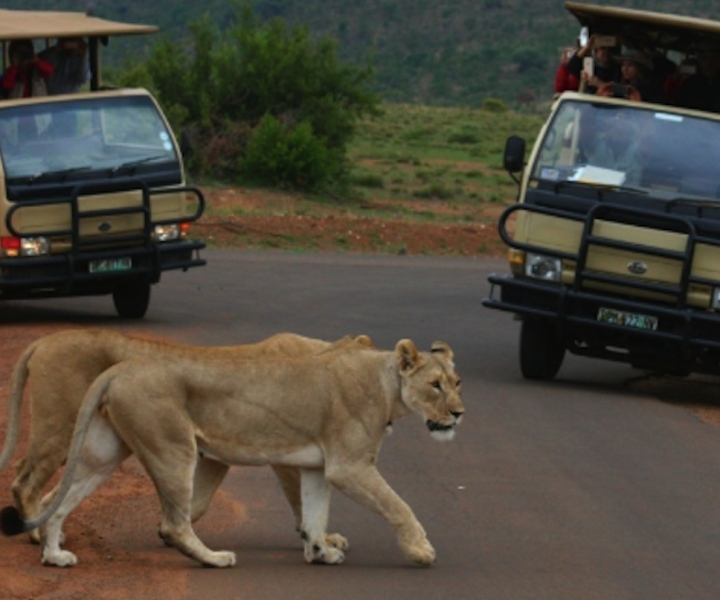 From Sun City: Pilanesberg National Park 3-Hour Game Drive