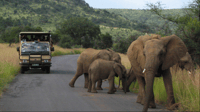 Von Sun City, Pilanesberg National Park 3-Stunden-Spiel Drive - Housity