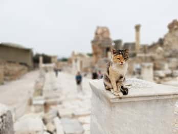 Türkei: Istanbul und Ephesus 5-Tage-Tour Türkei: Istanbul und Ephesus 5-Tage-Tour