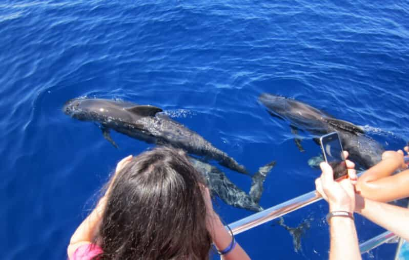 Grande Canarie croisière et observation des dauphins GetYourGuide